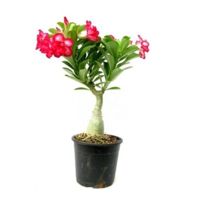 Adenium Phet Mong Kon(Grafted) – Adenium Obesum, Desert Rose Plant - Shop now at Trigart Flower Nursery