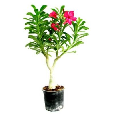 Adenium Pink (Grafted) – Adenium Obesum, Desert Rose Plant - Shop now at Trigart Flower Nursery