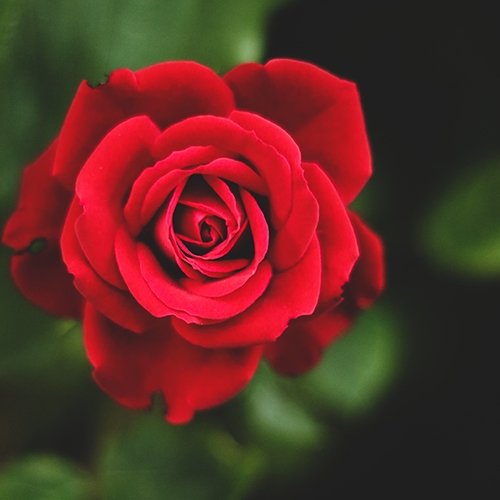 Buy Red Rose Online at Bosa Ecommerce