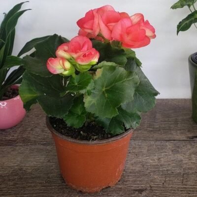 Begonia (Pink) Plant - Shop now at Trigart Flower Nursery