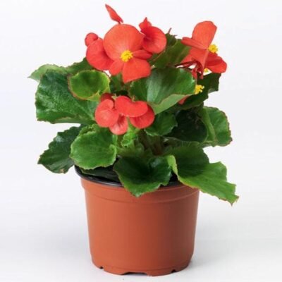 Begonia (Red) Plant - Shop now at Trigart Flower Nursery