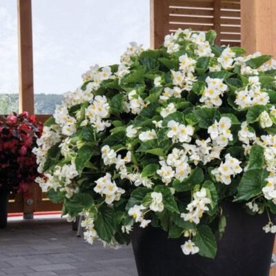 Begonia (White) Plant - Shop now at Trigart Flower Nursery