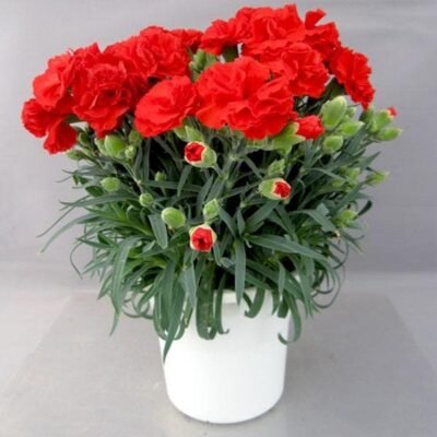 Carnation (Red) – Plant - Shop now at Trigart Flower Nursery
