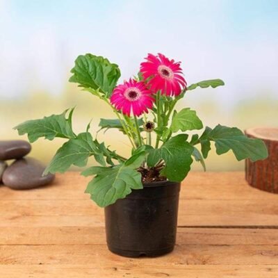 Gerbera (Any Color) – Plant - Shop now at Trigart Flower Nursery