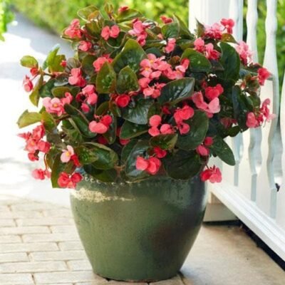 Begonia Plant (Any Color) - Shop now at Trigart Flower Nursery