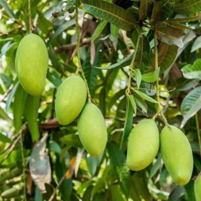 Mango Tree (Kesar, Grafted) – Plant - Shop now at Trigart Flower Nursery