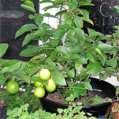 Nimboo, Lemon Tree – Plant - Shop now at Trigart Flower Nursery