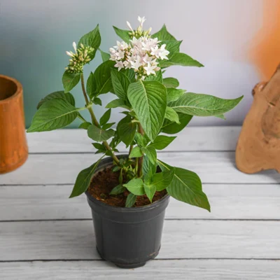 Pentas (White) – Plant - Shop now at Trigart Flower Nursery