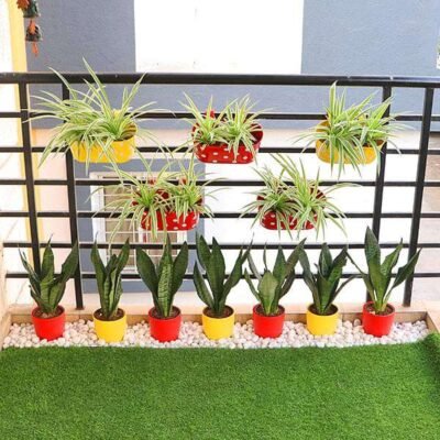 Create Greenery Around You in a Balcony with Garden Plants - Shop now at Trigart Flower Nursery