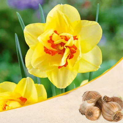 Daffodil Tahiti (Yellow, Orange) – Bulbs - Shop now at Trigart Flower Nursery