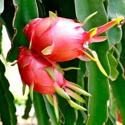Dragon Fruit Cactus Plant - Shop now at Trigart Flower Nursery