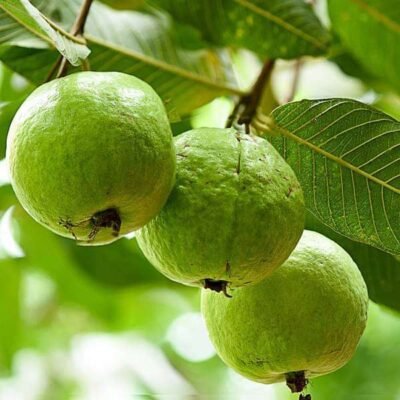 Guava Tree, Amrud, Psidium Guajava Plant - Shop now at Trigart Flower Nursery