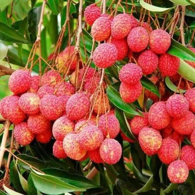 Litchi Tree (Grown Through Seeds) Plant - Shop now at Trigart Flower Nursery