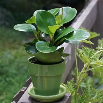 Peperomia Magnoliifolia – Succulent Plant - Shop now at Trigart Flower Nursery