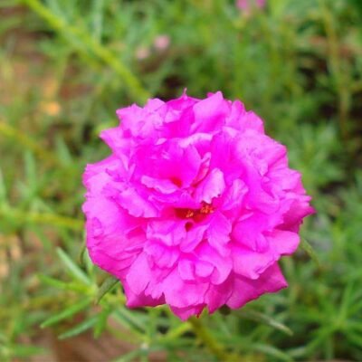 Portulaca, 9’O Clock (Pink) – Plant - Shop now at Trigart Flower Nursery