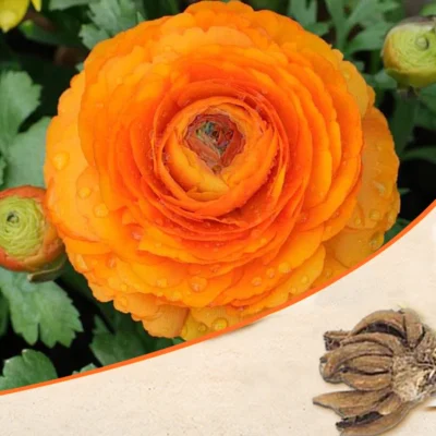 Ranunculus (Orange) – Bulbs - Shop now at Trigart Flower Nursery