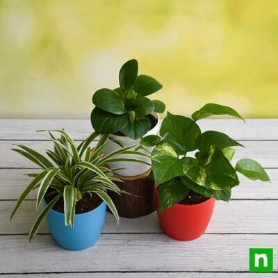 Table Top / Office Desk Plants For Removing Indoor Toxins - Shop now at Trigart Flower Nursery